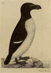 Svensk zoologi vol II 1806 067
