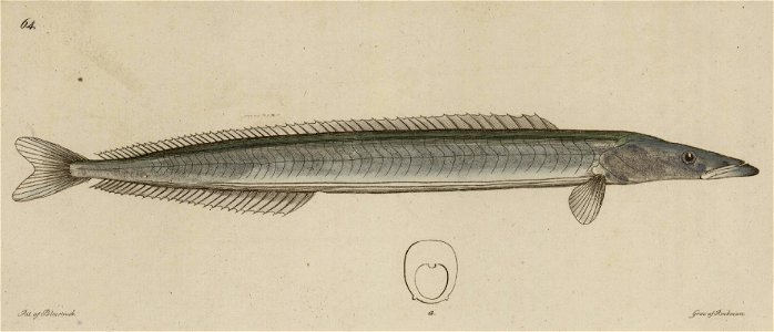 Svensk zoologi vol II 1806 247