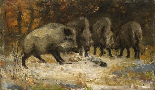 John Macallan Swan - Wild Boars