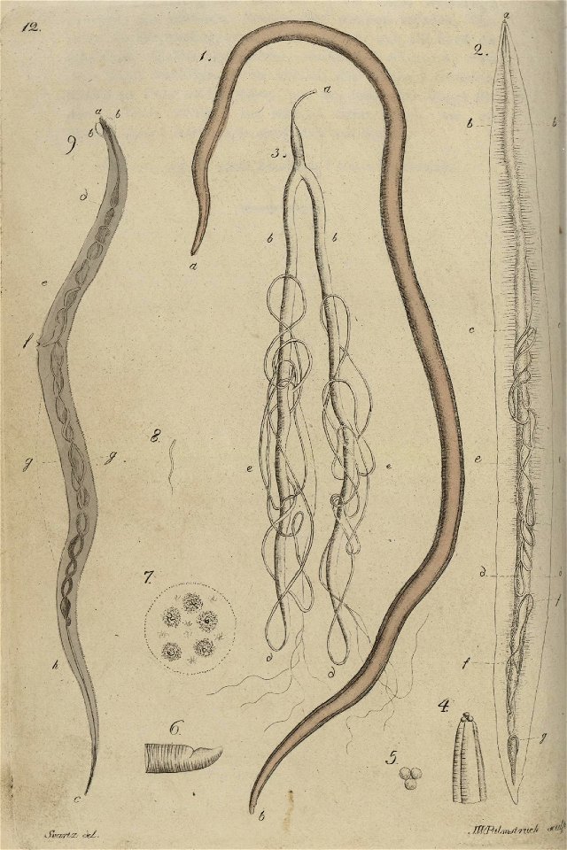 Svensk zoologi vol I 1806 121