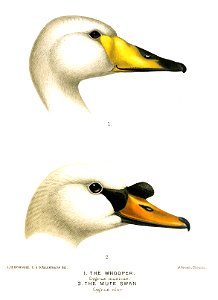 Swan heads