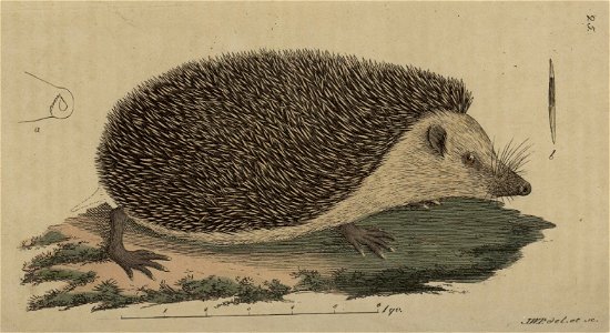 Svensk zoologi vol I 1806 251