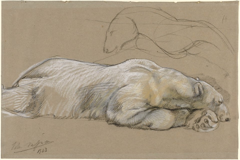Studies van een liggende ijsbeer Rijksmuseum SK-A-3713