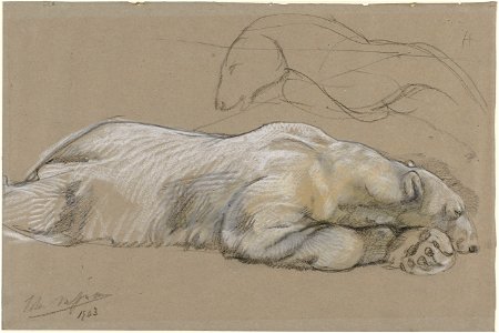 Studies van een liggende ijsbeer Rijksmuseum SK-A-3713