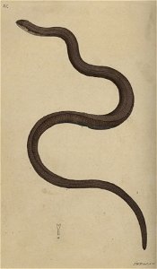 Svensk zoologi vol I 1806 209