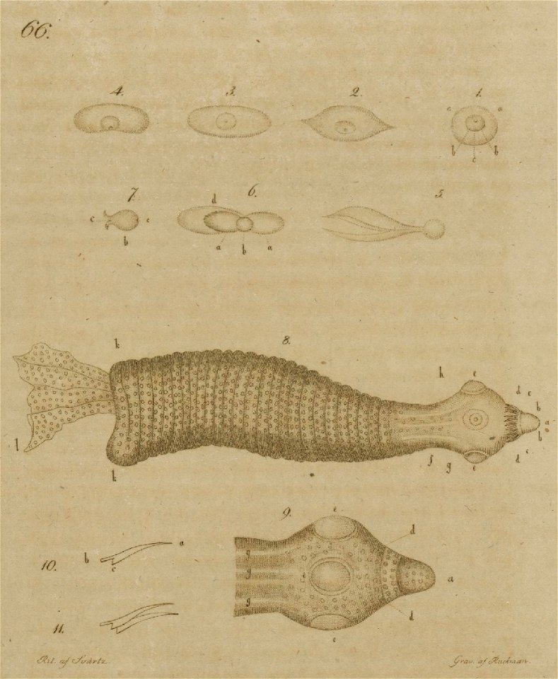 Svensk zoologi vol II 1806 261