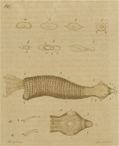 Svensk zoologi vol II 1806 261