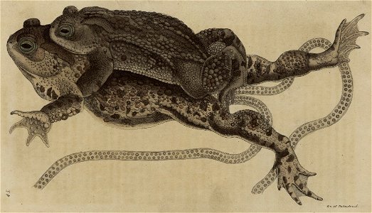 Svensk zoologi vol II 1806 077