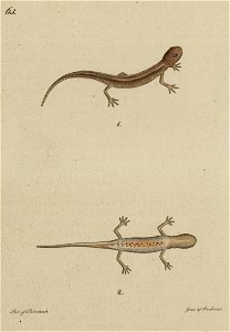 Svensk zoologi vol II 1806 237