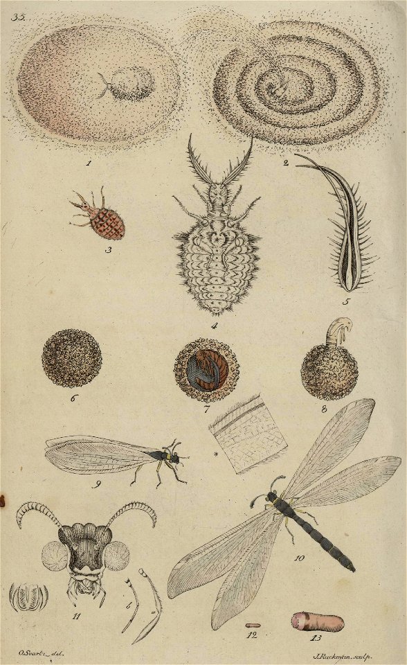 Svensk zoologi vol I 1806 347
