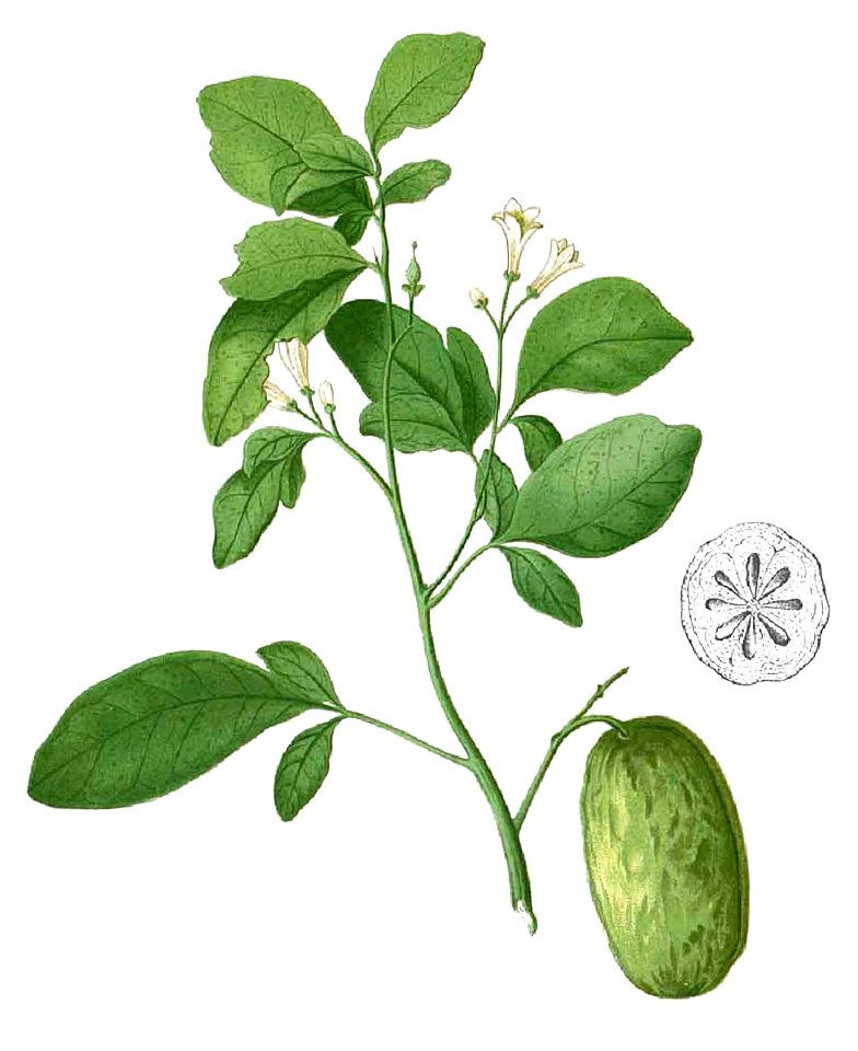 Swinglea glutinosa Blanco1.124-cropped