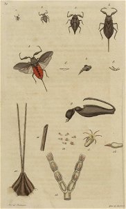 Svensk zoologi vol II 1806 307