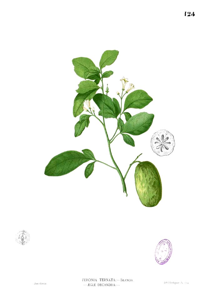 Swinglea glutinosa Blanco1.124