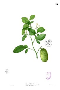 Swinglea glutinosa Blanco1.124