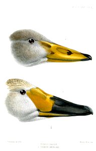 SwanBeakKeulemans
