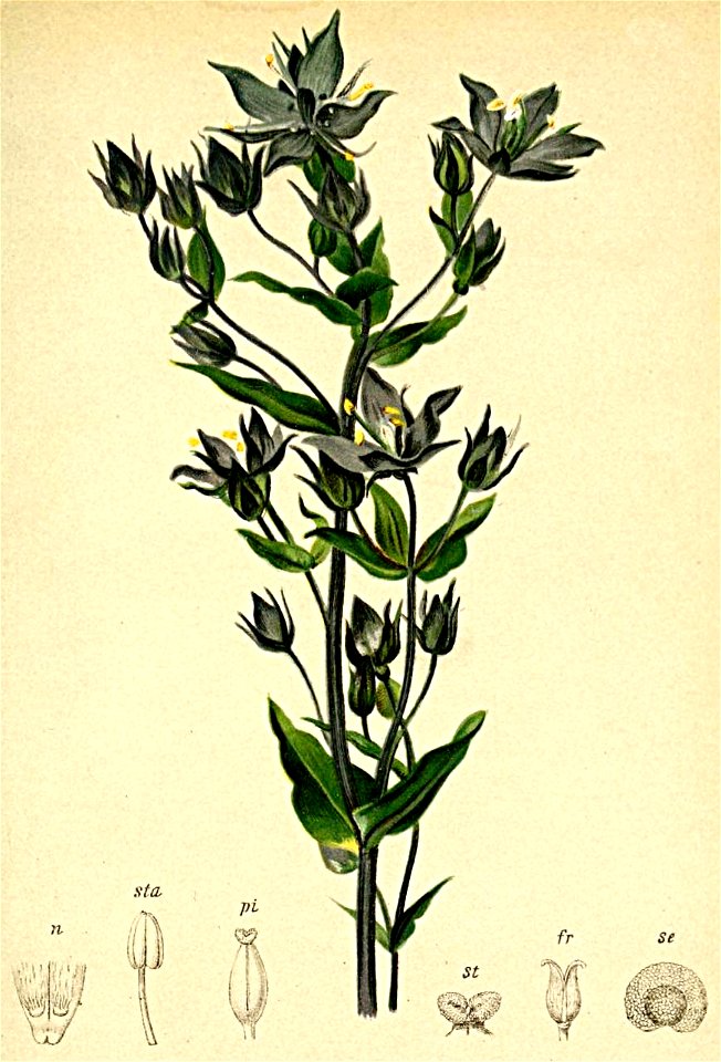 Sweertia perennis Atlas Alpenflora