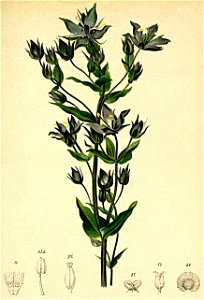 Sweertia perennis Atlas Alpenflora