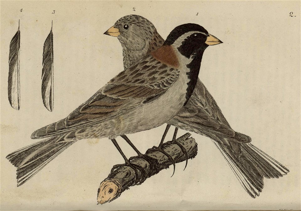 Svensk zoologi vol I 1806 031