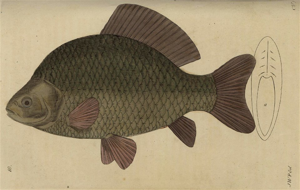 Svensk zoologi vol I 1806 103