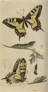 Svensk zoologi vol I 1806 165