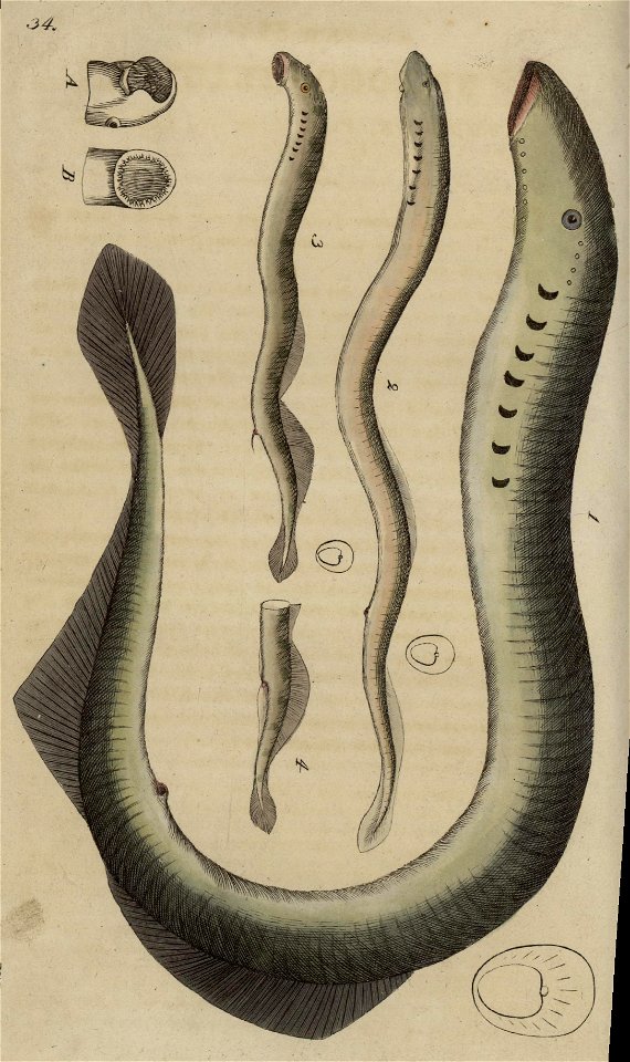 Svensk zoologi vol I 1806 335