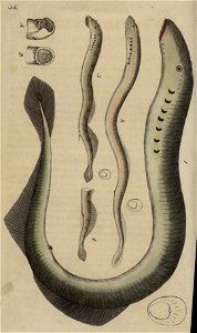 Svensk zoologi vol I 1806 335