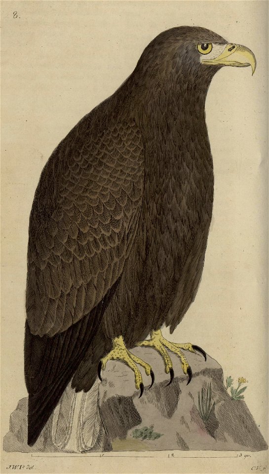 Svensk zoologi vol I 1806 085
