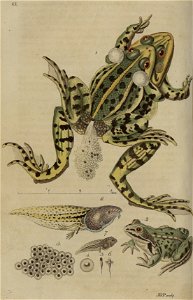Svensk zoologi vol I 1806 149