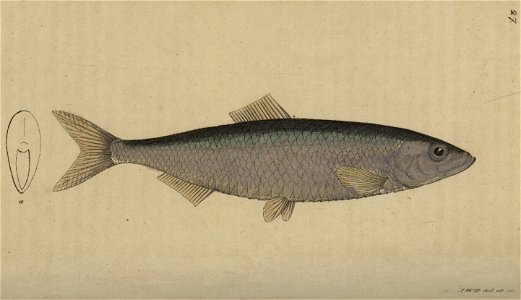 Svensk zoologi vol I 1806 267