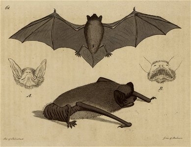 Svensk zoologi vol II 1806 215