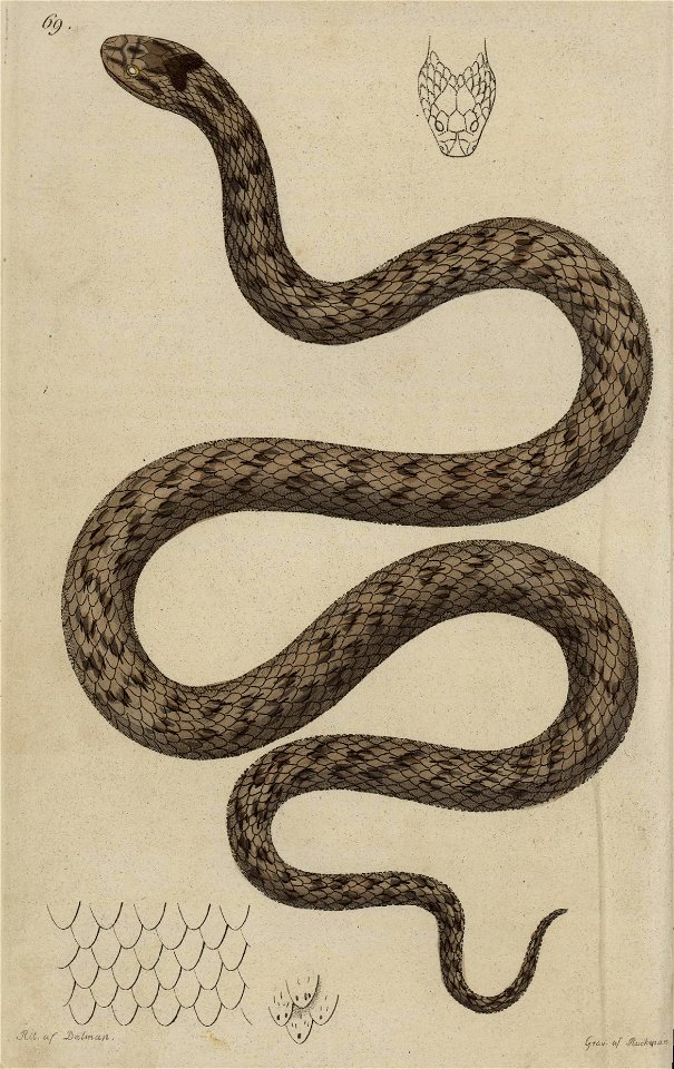 Svensk zoologi vol II 1806 291