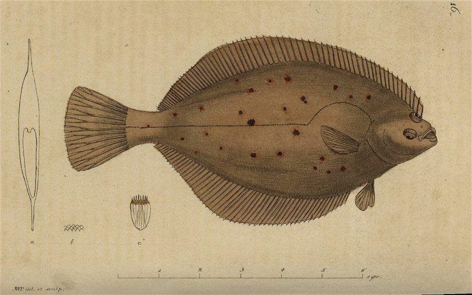 Svensk zoologi vol I 1806 159