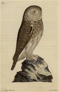 Svensk zoologi vol II 1806 177
