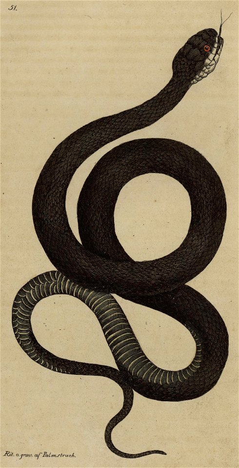 Svensk zoologi vol II 1806 133