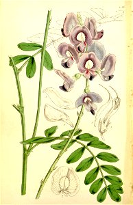 Swainsona greyana