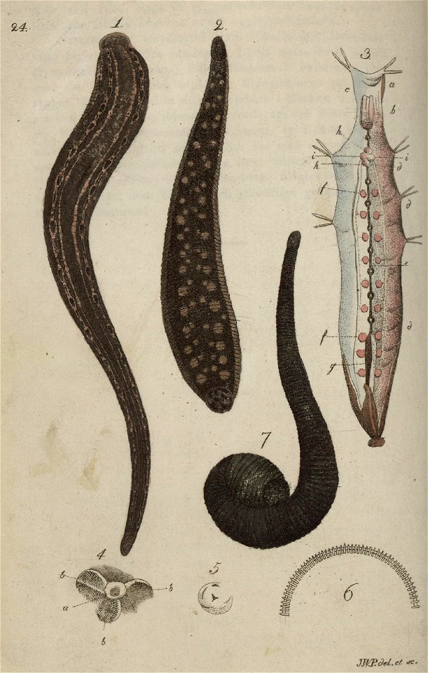 Svensk zoologi vol I 1806 241