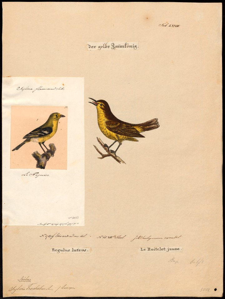 Sylvia trochilus - 1700-1880 - Print - Iconographia Zoologica - Special Collections University of Amsterdam - UBA01 IZ16200181