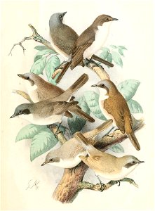 Sylvia althaea & Sylvia curruca & Sylvia minula 1889
