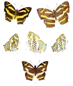 SymbrenthiaNiphanda 325