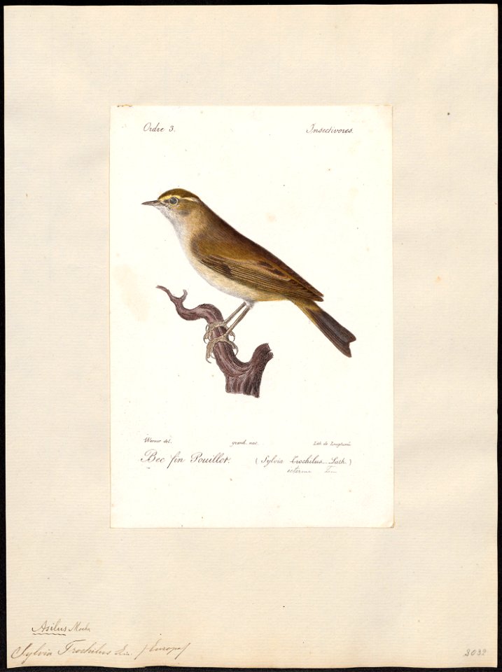 Sylvia trochilus - 1842-1848 - Print - Iconographia Zoologica - Special Collections University of Amsterdam - UBA01 IZ16200185