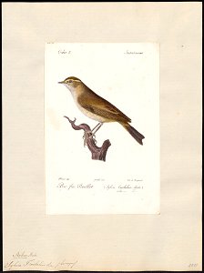 Sylvia trochilus - 1842-1848 - Print - Iconographia Zoologica - Special Collections University of Amsterdam - UBA01 IZ16200185