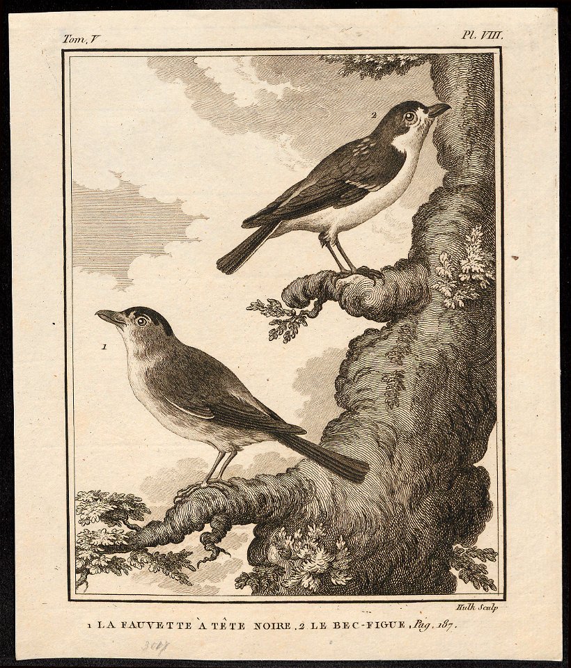 Sylvia atricapilla - 1700-1880 - Print - Iconographia Zoologica - Special Collections University of Amsterdam - UBA01 IZ16200135