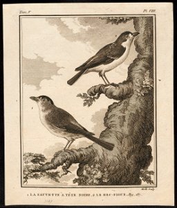 Sylvia atricapilla - 1700-1880 - Print - Iconographia Zoologica - Special Collections University of Amsterdam - UBA01 IZ16200135