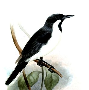 Symposiachrus mundus Smit
