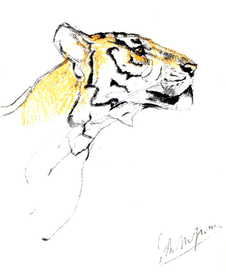 John M Swan - Tete de tigre