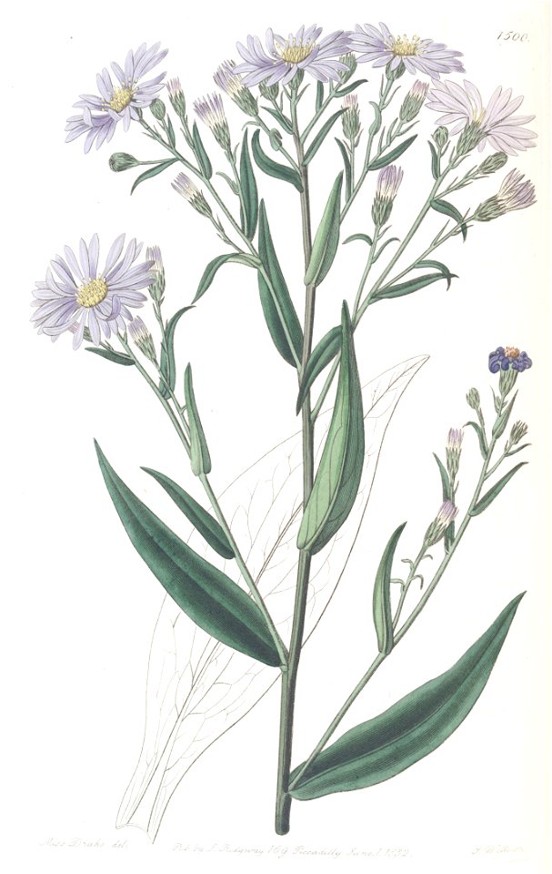 Symphyotrichum laeve