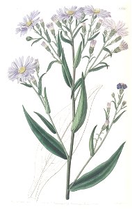 Symphyotrichum laeve