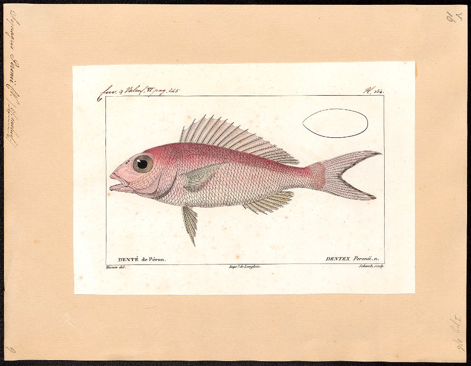 Synagris peronii - 1828-1849 - Print - Iconographia Zoologica - Special Collections University of Amsterdam - UBA01 IZ13000253