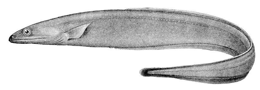 Synaphobranchus affinis