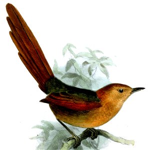 Synallaxis fuscorufa